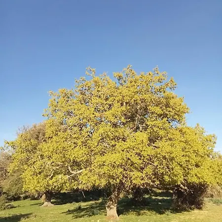 بيت ضيافة Mont'isoro